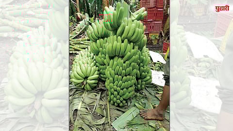 दर घसरल्याने केळी शेतकऱ्यांचे संकट