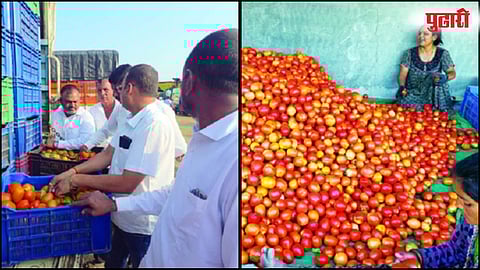 टोमॅटोचा हंगाम वाया