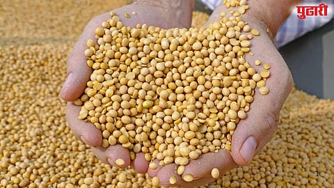 Soybean Rate Parbhani