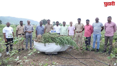 Shirpur taluka 12 lakh ganja seizure