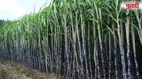 Sugarcane
