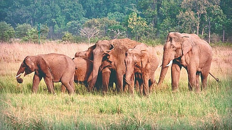 Human-Elephant Conflict: पंधरा वर्षांत दहा हत्तींचा बळी 