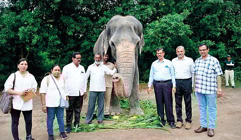 Kolhapur Mahadevi Elephant