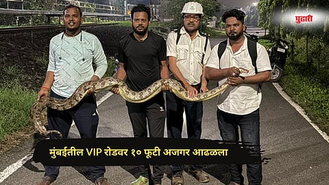 Snake sighting Mumbai
