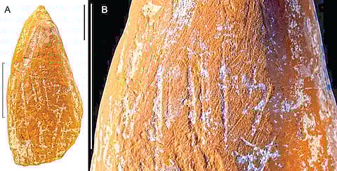 Neanderthal Crayon Discovery