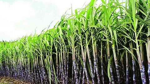 Sugar-Crushing-Season-Delay-Concerns-For-Farmers
