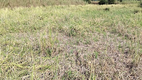 Khalapur agriculture crisis