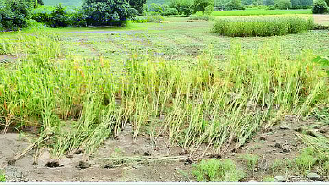 Beed Rain Damage