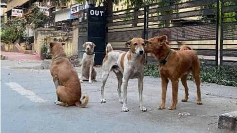 Ambernath dog sterilization center