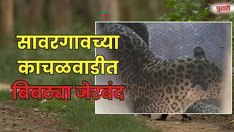 सावरगावच्या काचळवाडीत बिबट्या जेरबंद; वनविभागाचे यश