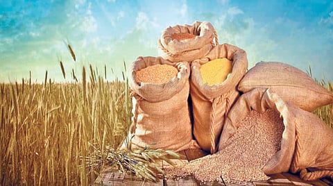 Agriculture Policy | अन्नधान्य उत्पादनवाढीसाठी महाराष्ट्र ‘यूपी’चा कित्ता गिरवणार?