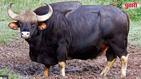 Pimpalgaon Vhannur gaur sighting 
