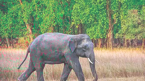Omkar Elephant
