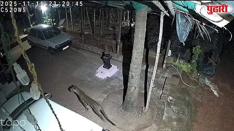 Leopard Sighting Sindhudurg