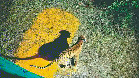 Sahyadri Tiger Reserve: सह्याद्री व्याघ्र प्रकल्पात घुमणार ‌‘तारा‌’ची डरकाळी