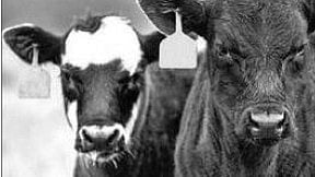 Cattle ear tagging rule