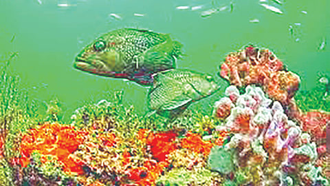 Fossil Treasure Spitsbergen | ‘ग्रेट डाईंग’नंतर सागरी जीवन वेगाने सावरले होते; जीवाश्माआधारे नवे संशोधन