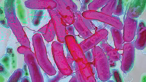 Fabric Manufacturing