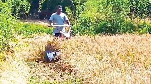 Mechanized rice harvesting
