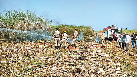 50 Acres Augarcane Burnt