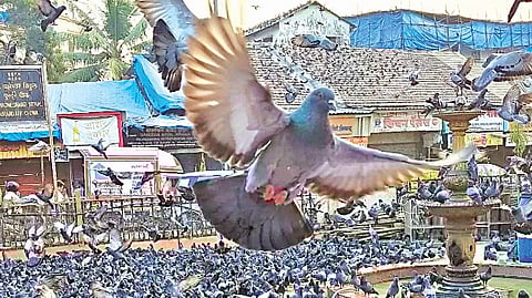 BMC pigeon shelter opposition