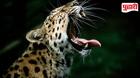 Leopard Terror 