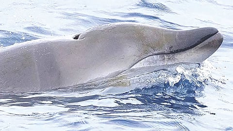 Rare Toothed Whale Discovered