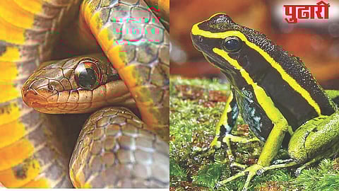 How Animals Survive Toxic Food