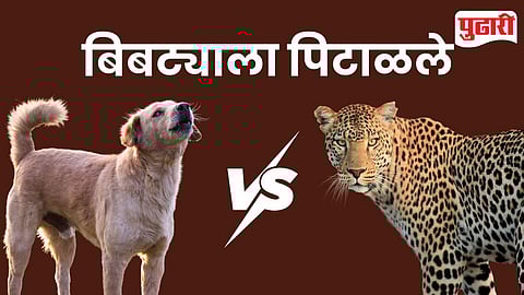 Leopard Dog Chase Pune