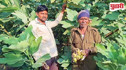 Anjir Climate Impact