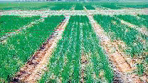 Satara News: जिल्ह्यात रब्बीची 64 टक्के क्षेत्रावर पेरणी