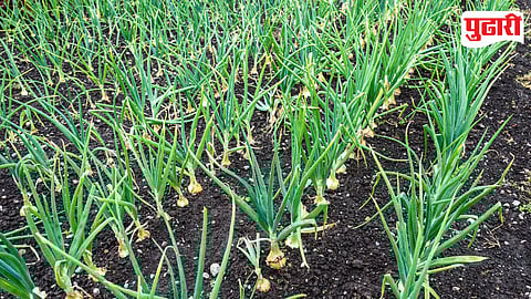 Crop Disease Purandar