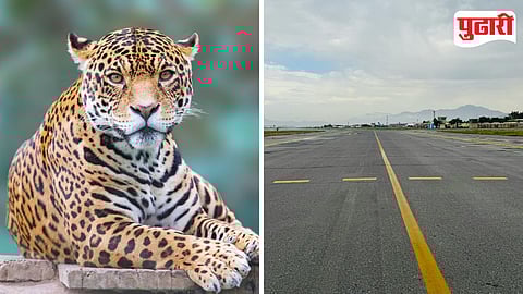 Leopard Sighting Pune Airport