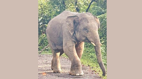 Save Omkar Campaign Social Media Protest 