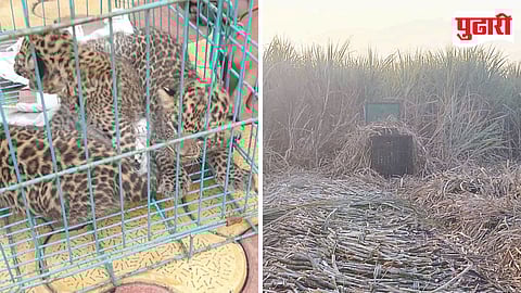 Leopard Rescue Ahilyanagar