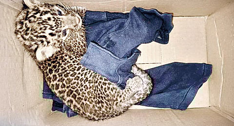 Leopard News: पिल्लांना लोकवस्तीत सोडून बिबट्या पसार