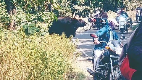 giroli-ghat-gaur-sightings-increase-drivers-residents-fear
