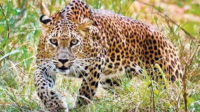 Leopard spotting news | सावधान! बिबट्या फिरतोय...