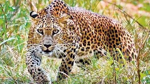 Leopard sighting rumors Palghar