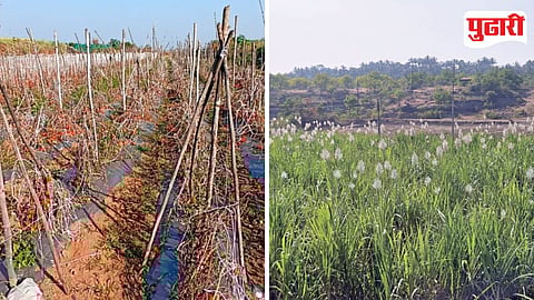Pune Crop Damage Climate