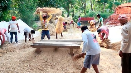 Vikramgad paddy harvesting