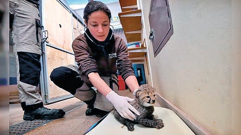 Endangered cheetah conservation