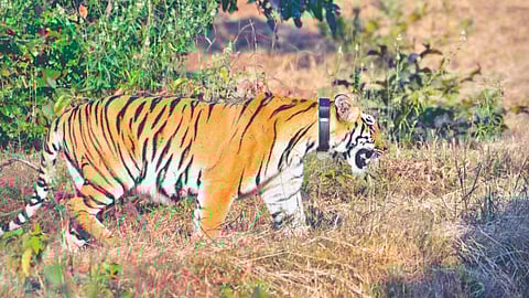 Sahyadri Tiger Reserve