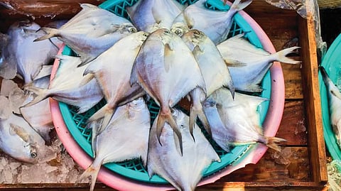 Fish price reduction