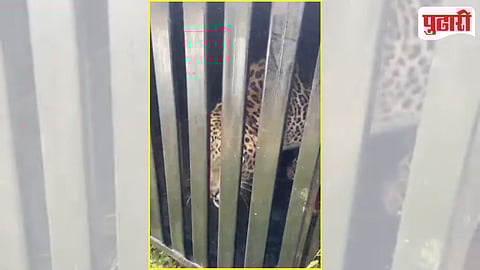 Hinganiberdi Leopard Capture