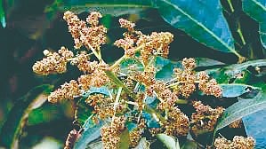 Konkan agriculture updates