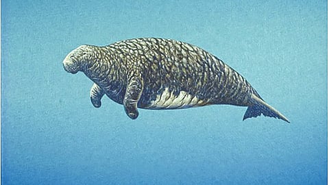 Steller’s sea cow