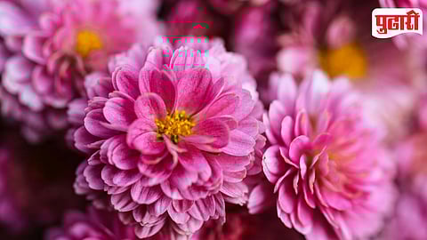 Chrysanthemum