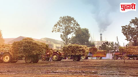 Pune Sugarcane
