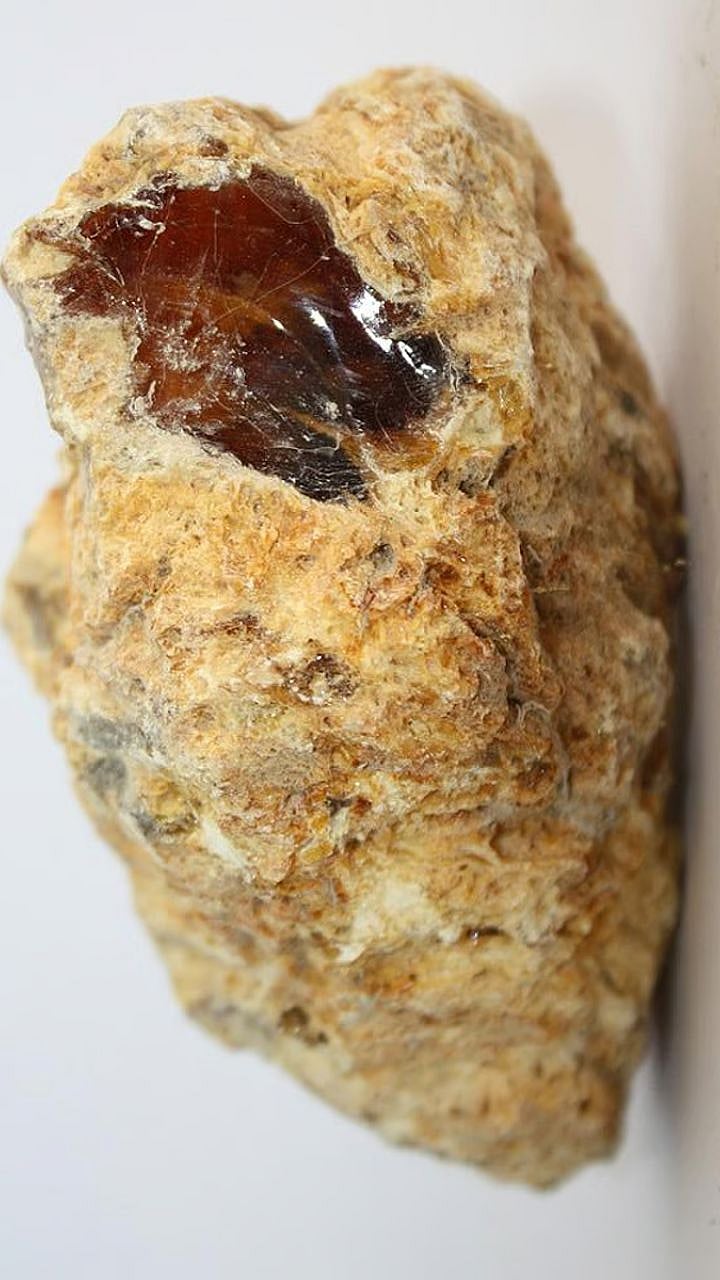 Ambergris| अंबरग्रीस किंवा व्हेल माशाची उलटी तयार कशी होते व इतकी महाग ...